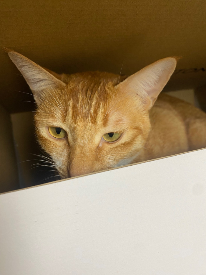 LOU1VTON trainer (EU47)